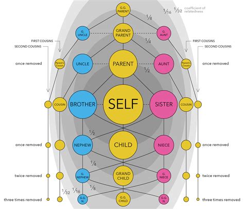 Genes Vs Cultura La Evoluci N Biol Gica Polymatas