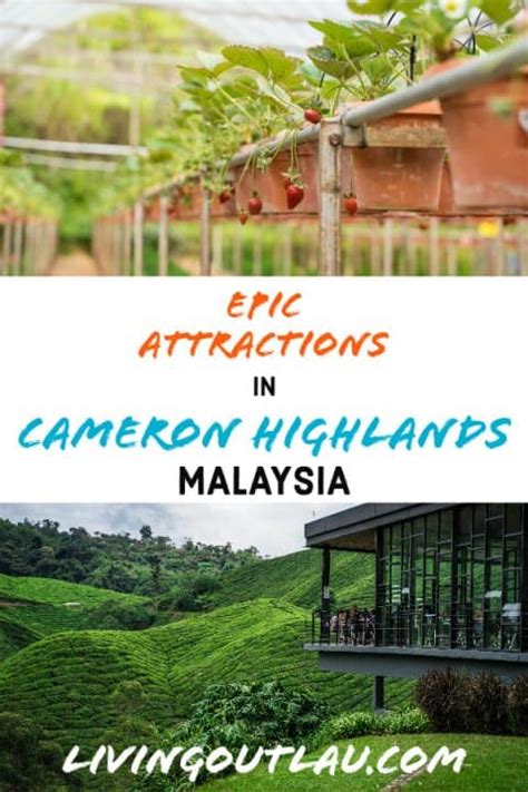 16 BEST Things To Do In Cameron Highlands [2023 Edition]!