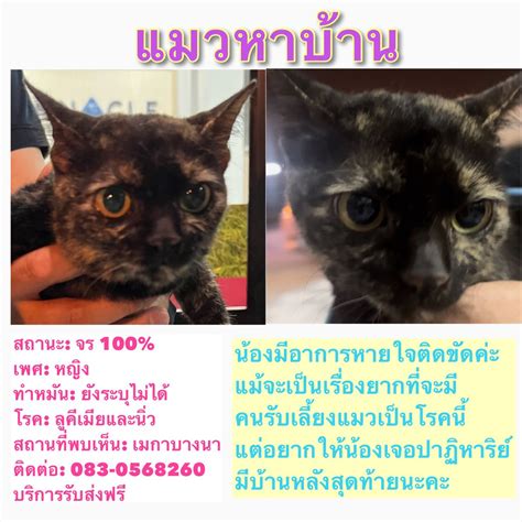 Kanokwan phatkreo on Twitter RT CatsterClub หาบานใหนองแมว ใคร