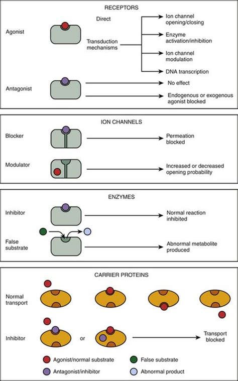 Molecular Mechanisms Of Drug Actions From Receptors To Effectors