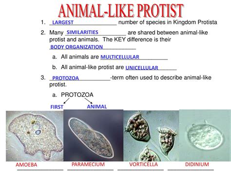 PPT - CHARACTERISTICS OF KINGDOM PROTISTA PowerPoint Presentation, free ...