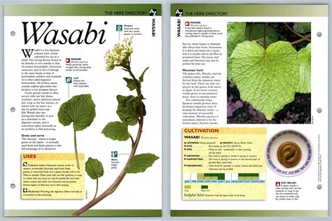 Wasabi Directory Secret World Of Herbs Fact File Card