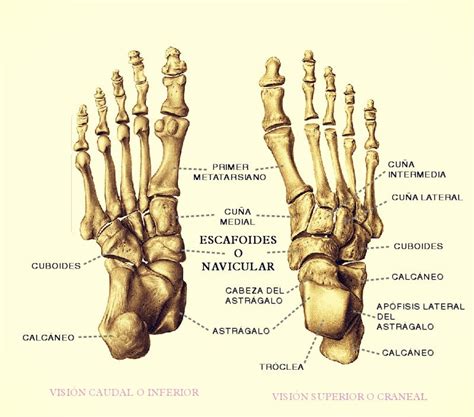 Huesos Del Pie ¿cuántos Son Funciones Anatomía Partes Y Mucho Más