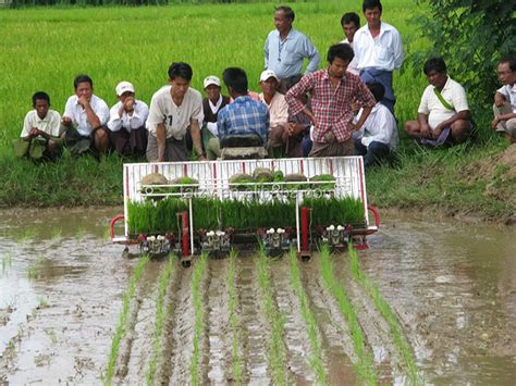 High Efficiency Paddy Rice Transplanter 8 Rows Planting Machine Buy