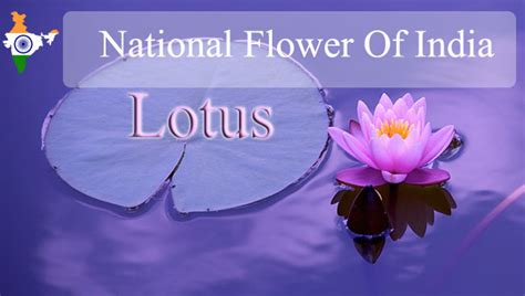 National Flower Of India Stands For | Best Flower Site