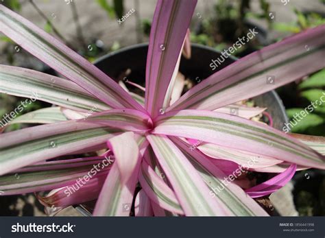 Purple Rhoeo Discolor Planted On Pot Stock Photo 1856441998 Shutterstock