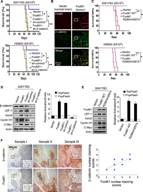 Foxm1 Promotes β Catenin Nuclear Localization And Controls Wnt Target Gene Expression And Glioma