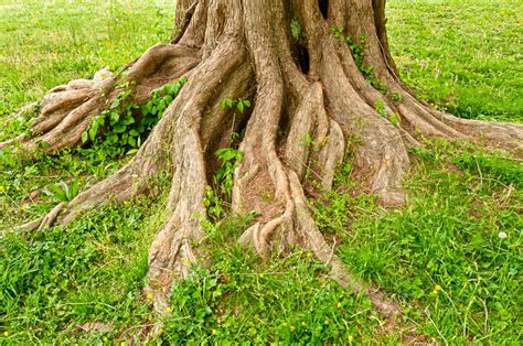 The Best Landscaping For Trees With Exposed Roots