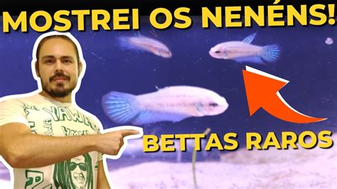 OS ALEVINOS DE BETTAS RAROS CRESCERAM Mr Betta YouTube