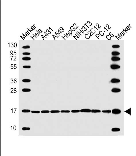 Histone H Antibody Purified Mouse Monoclonal Antibody Mab Wb Buy