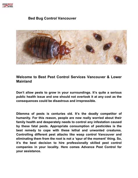 Ppt Bed Bug Control Vancouver Powerpoint Presentation Free Download Id8112012