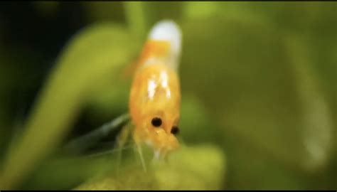 Hot Shrimp Milves In Your Area