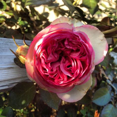 Eden Climber Climbing Rose Pierre De Ronsard Climbing Roses Dream