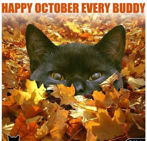 Pin By Nancy Hall On Autum Beauty Cats Kittens Happy Saturday