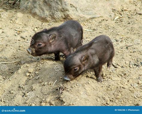 Small Pigs Royalty Free Stock Image - Image: 946246