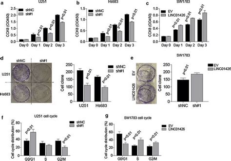 Linc01426 Regulates Gbm Cell Progression And Growth A B Cck8 Assays