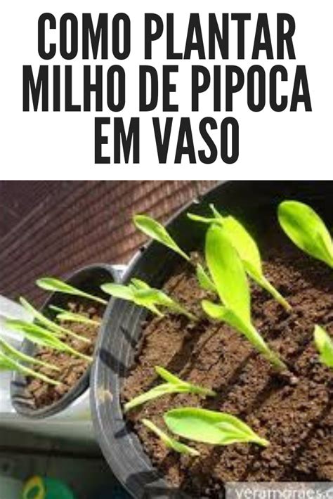 Veja Como Plantar Como Plantar Milho Milho De Pipoca Como Plantar Grama