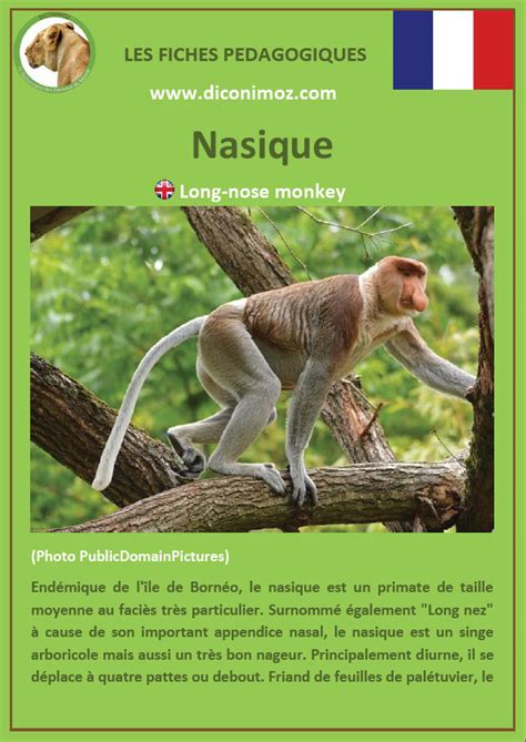 Fiche Livres D Animaux A4 Bnf Expositions Virtuelles