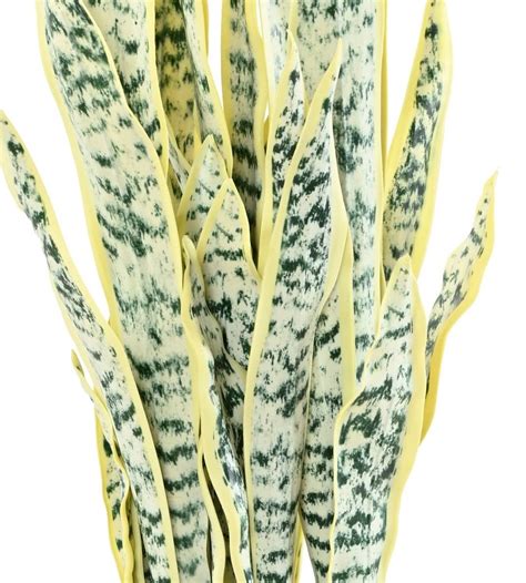 Plante Artificielle Sansevieria