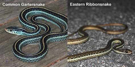 Eastern Ribbonsnake – Florida Snake ID Guide