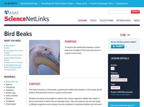 Bird Beaks Lesson Plan For 3rd 5th Grade Lesson Planet