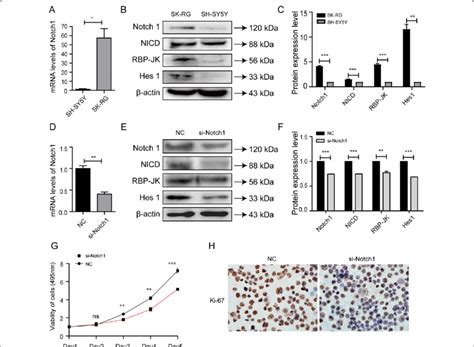 Kshv Infection Increased The Expression Of Notch 1 Signaling Pathway Download Scientific