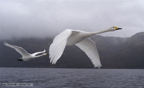 Whooper swan - Alchetron, The Free Social Encyclopedia