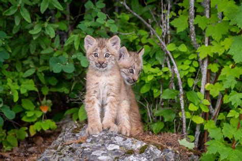 Lynx Cubs Stock Photos, Pictures & Royalty-Free Images - iStock