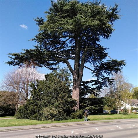 Cedar Myton Road A J Paxton Geograph Britain And Ireland