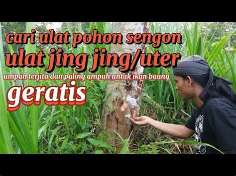 Cara Mudah Mencari Ulat Pohon Sengon Ulat Jing Jing Uter Untuk Mancing