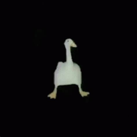 Pato Dançando Duck GIF - Pato Dançando Duck Walking - Discover & Share ...