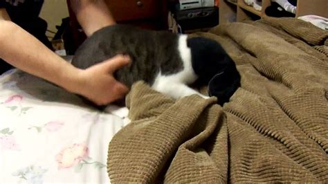 What Happens When You Put A Sock On A Cats Head Youtube