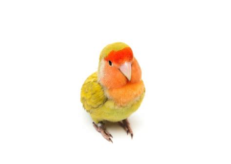 Cockatiels As Pets - Your Cockatiel and Pet Bird Encyclopedia