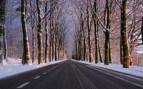 Download Tree Lined Tree Snow Winter Man Made Road Hd Wallpaper