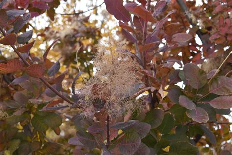 American Smoketree