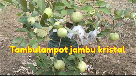 Panen Jambu Kristal Planterbag YouTube