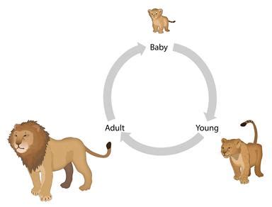 Lesson: Life cycles and reproduction | KS3 Science | Oak National Academy