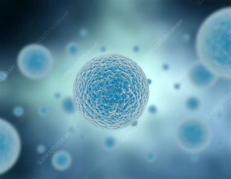 blue cells stock image  science photo library