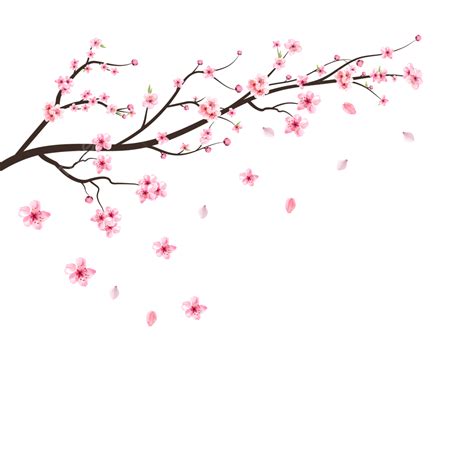 Sakura Cherry Blossom Vector Hd Images Japanese Cherry Blossom Vector Png Leaves Falling Free