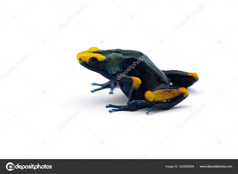 Poison Dart Frog Isolated White Background Stock Photo by ©PetlinDmitry ...