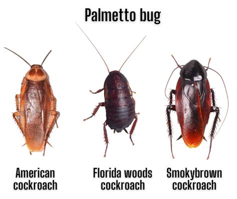 Bugs That Look Like Cockroaches In Florida PestPhobia