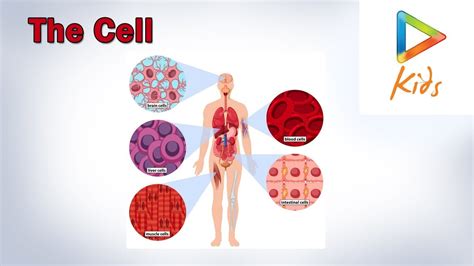 Human Cell Model For Kids