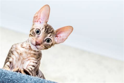 Gato Cornish Rex Cuidados Y Características Tiendanimal