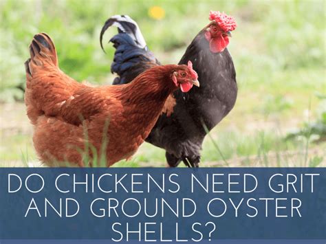 Do Chickens Need Grit And Ground Oyster Shells