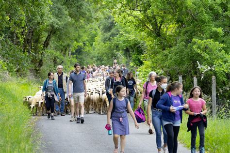 Transhumance vers lécomusée de Cuzals Blog des Bourians