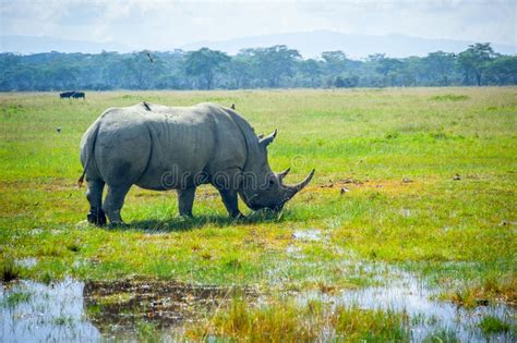 Wild Black Rhino Eating Grass Stock Photo - Image of background, couple ...