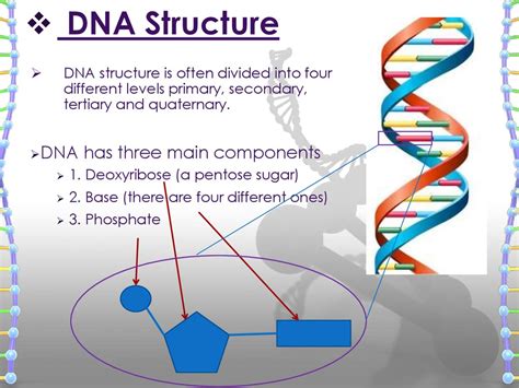 Structure Of Dna Rna