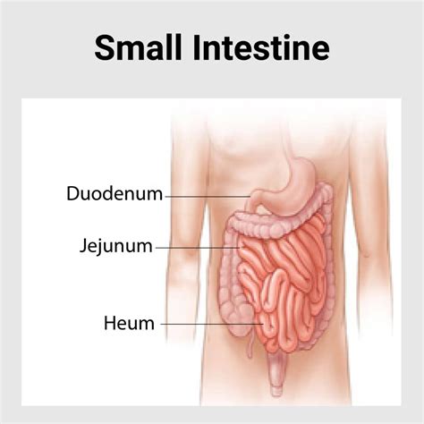 Small Intestine Disease Best Gastroenterology Hospital In India