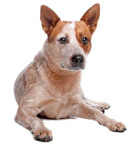 Red Heeler Breed Information, Facts and Pictures