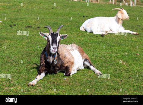 Sunlit Brown And White Boer Goat Lying Down In A Meadow Stock Photo Alamy